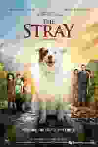 the stray torrent descargar o ver pelicula online 1