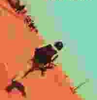 hondros torrent descargar o ver pelicula online 3